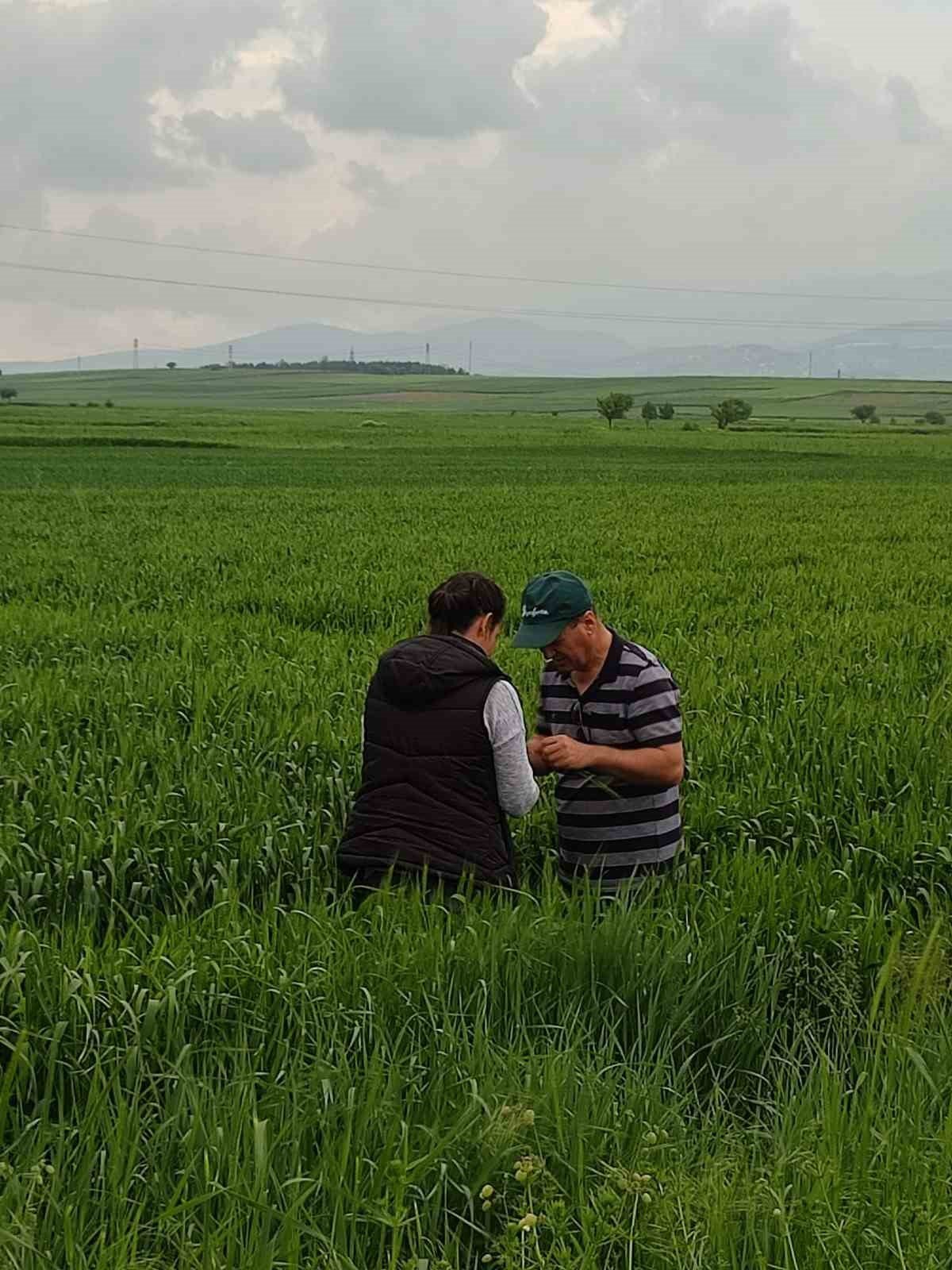 Sarıpas ve fungal hastalığı ile mücadele başladı
