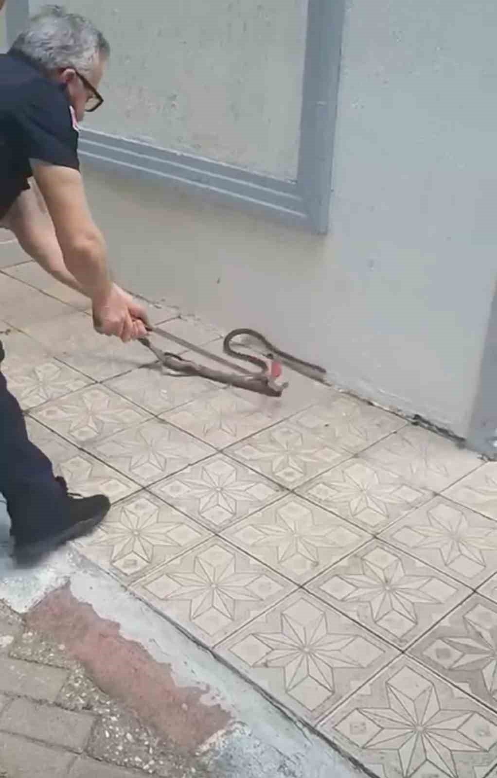 Bursa’da yılan paniği