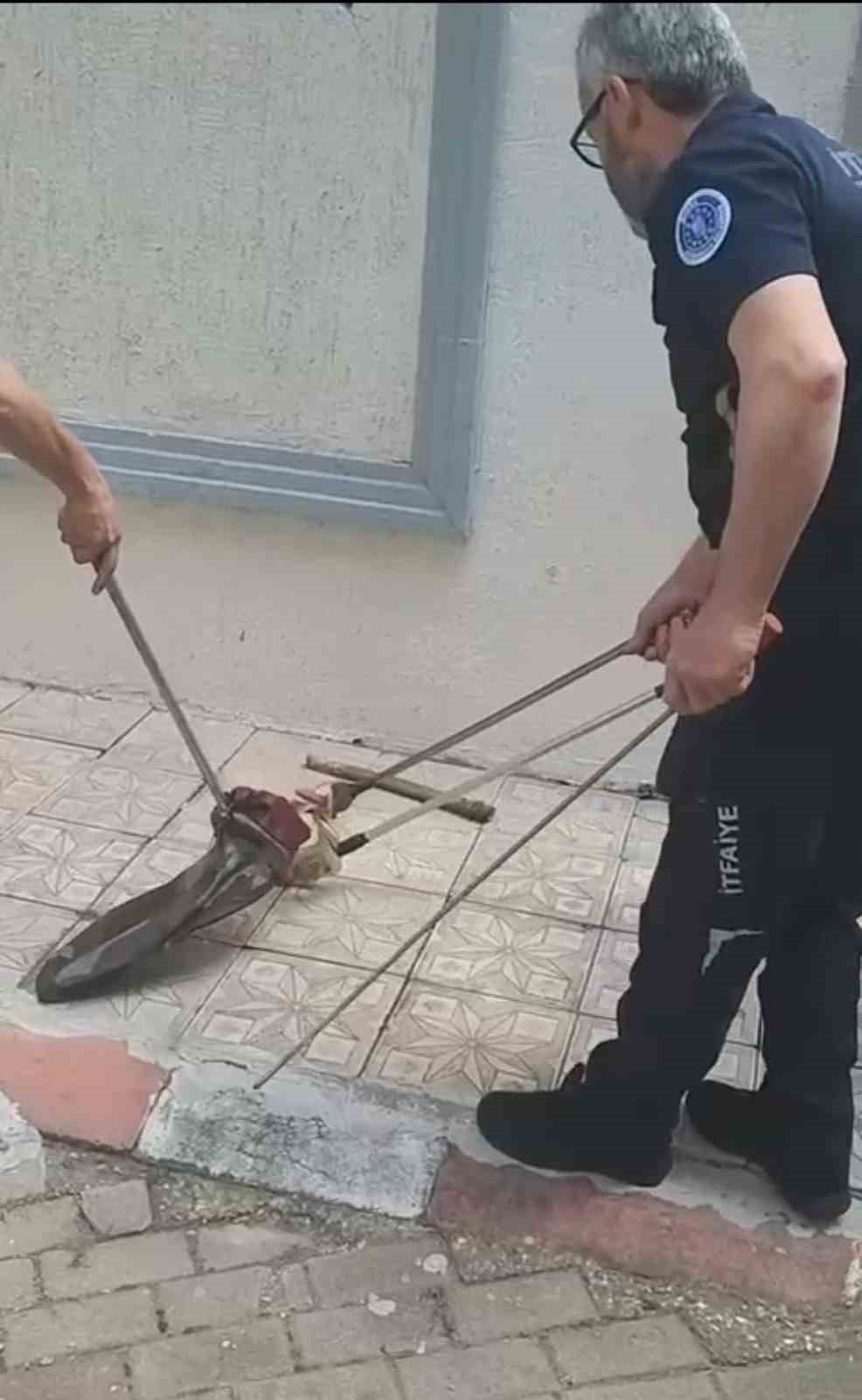 Bursa’da yılan paniği