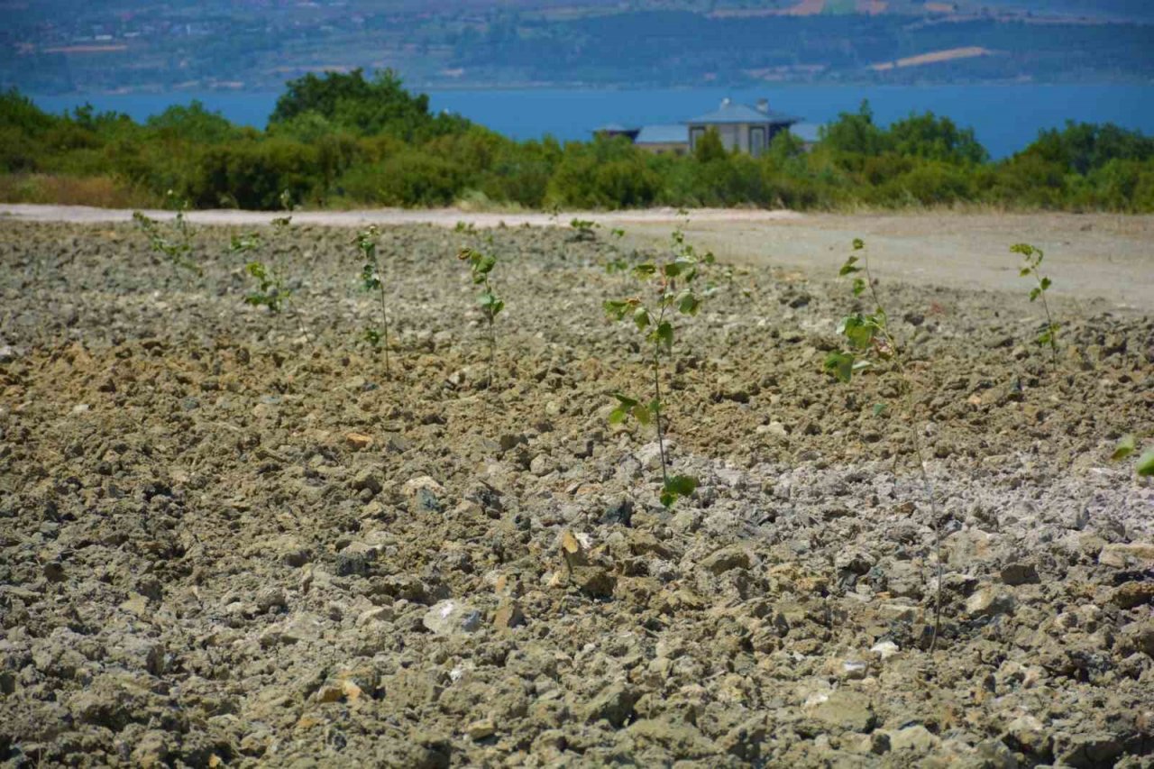 Lapseki’de ağaçlandırma çalışması