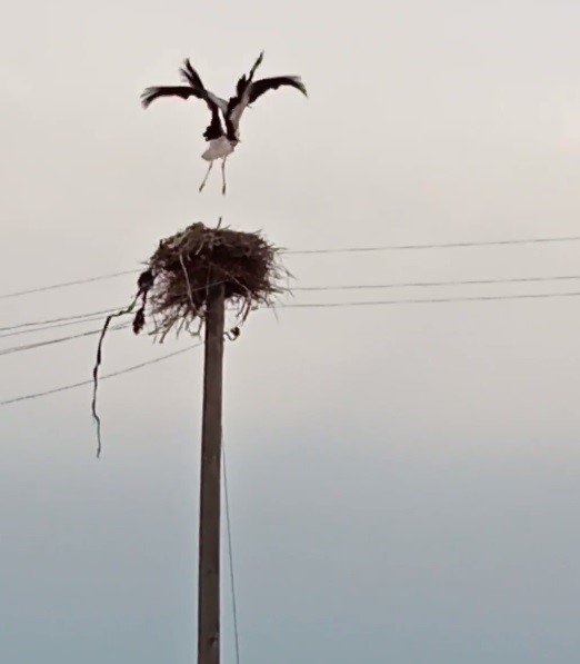 Çıldır’da leyleklerin yuva kavgası kameralara yansıdı