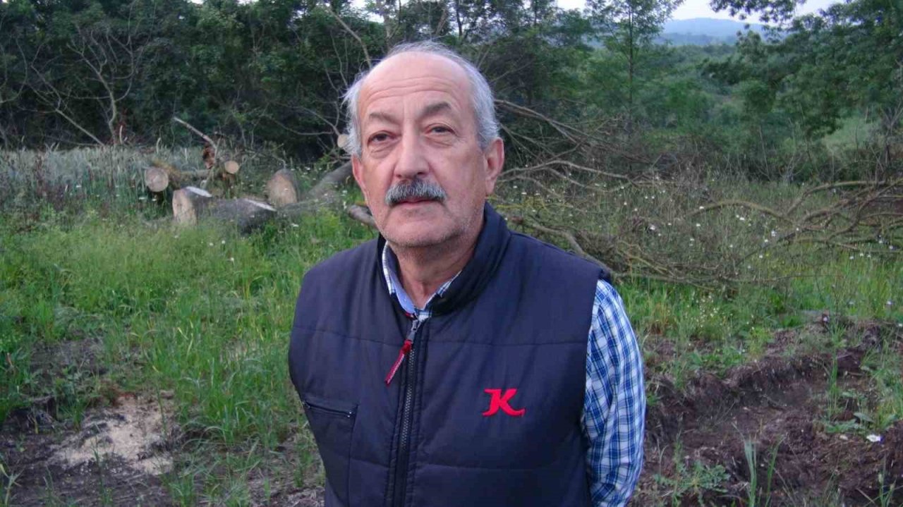 İlginç hırsızlık: 150 yıllık çınar ağaçlarını çaldılar