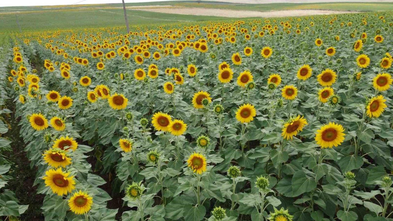 Sulama projesi ve yağışlar ayçiçeği üreticisinin yüzünü güldürdü