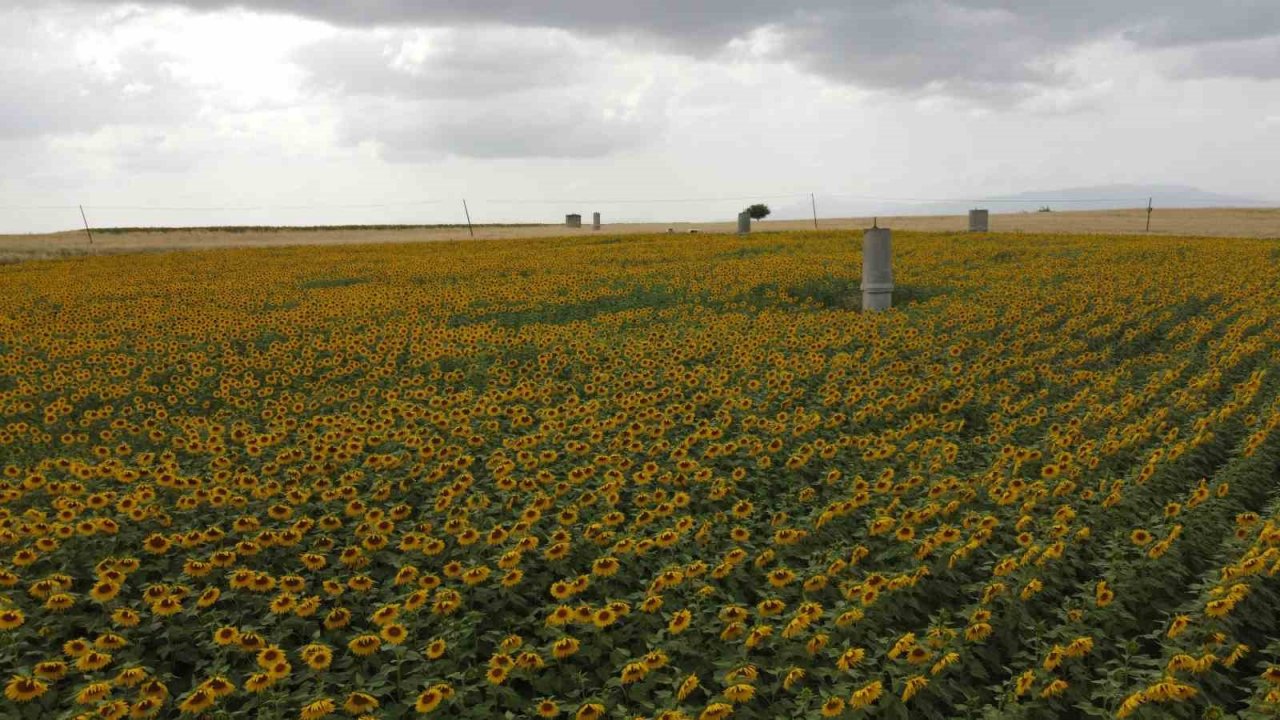 Sulama projesi ve yağışlar ayçiçeği üreticisinin yüzünü güldürdü