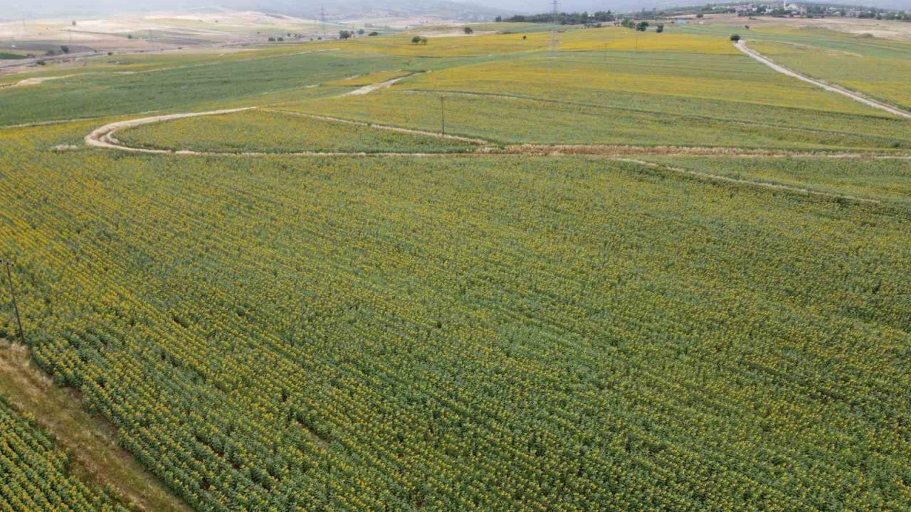 Sulama projesi ve yağışlar ayçiçeği üreticisinin yüzünü güldürdü