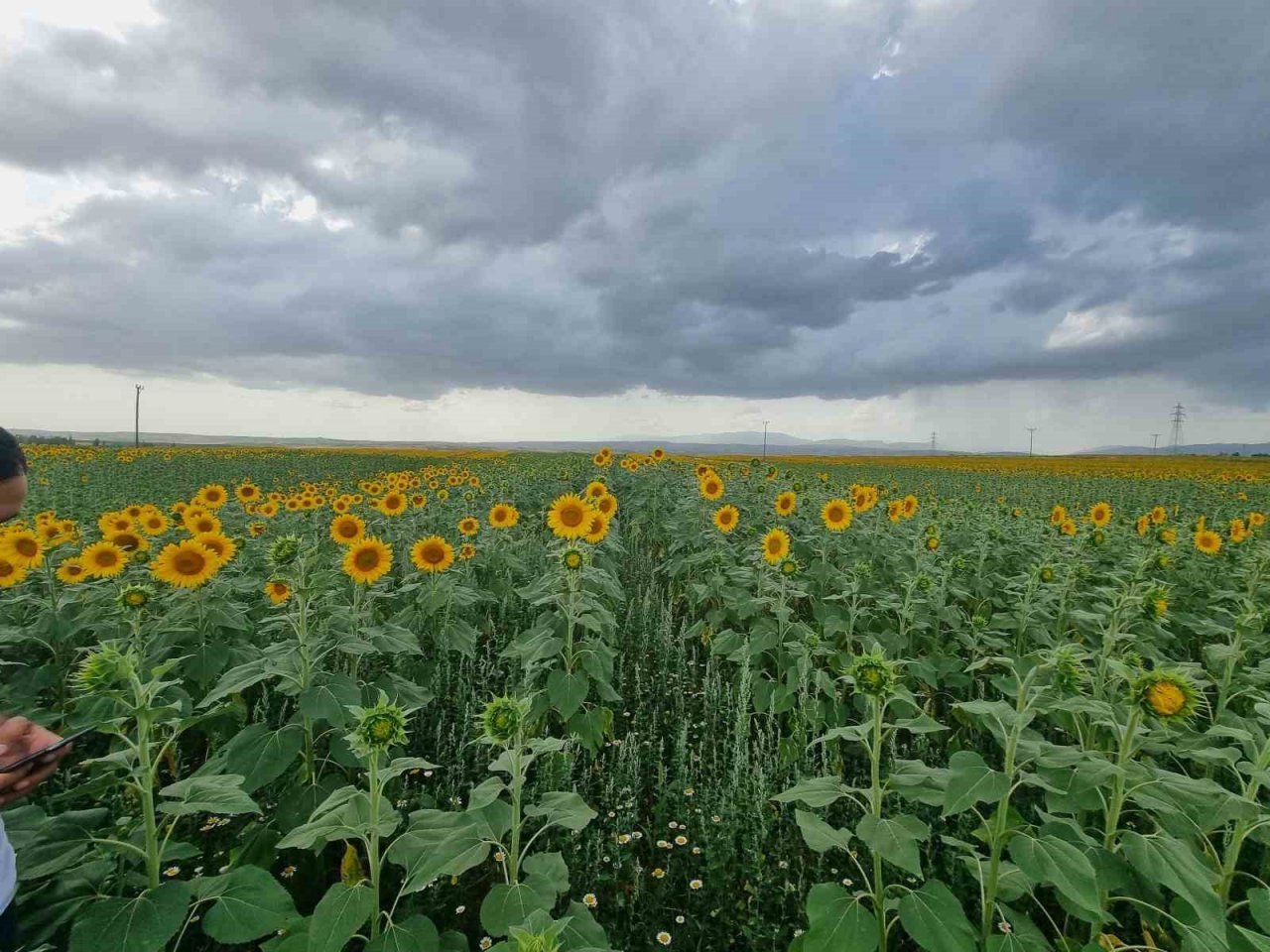 Sulama projesi ve yağışlar ayçiçeği üreticisinin yüzünü güldürdü