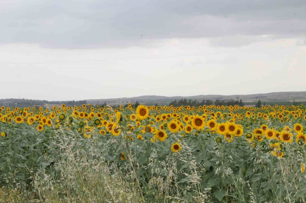 Sulama projesi ve yağışlar ayçiçeği üreticisinin yüzünü güldürdü