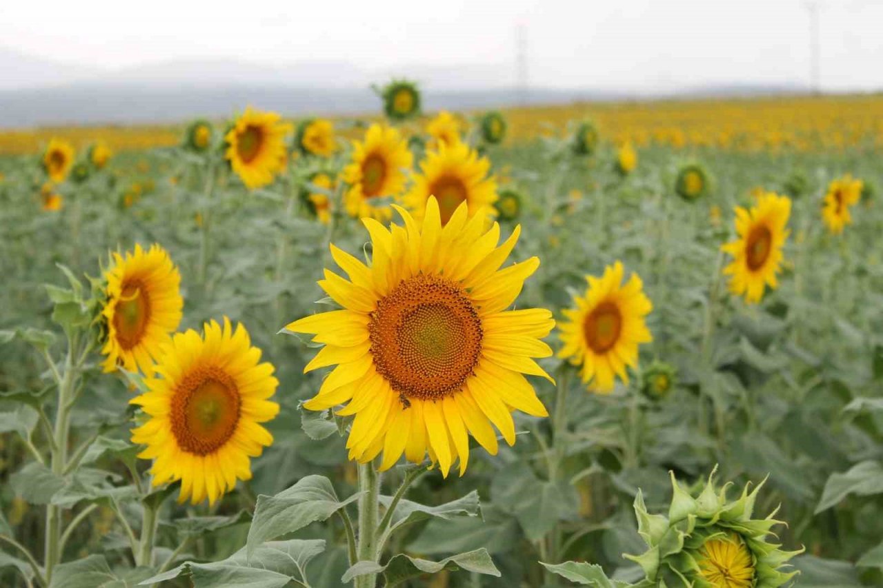Sulama projesi ve yağışlar ayçiçeği üreticisinin yüzünü güldürdü