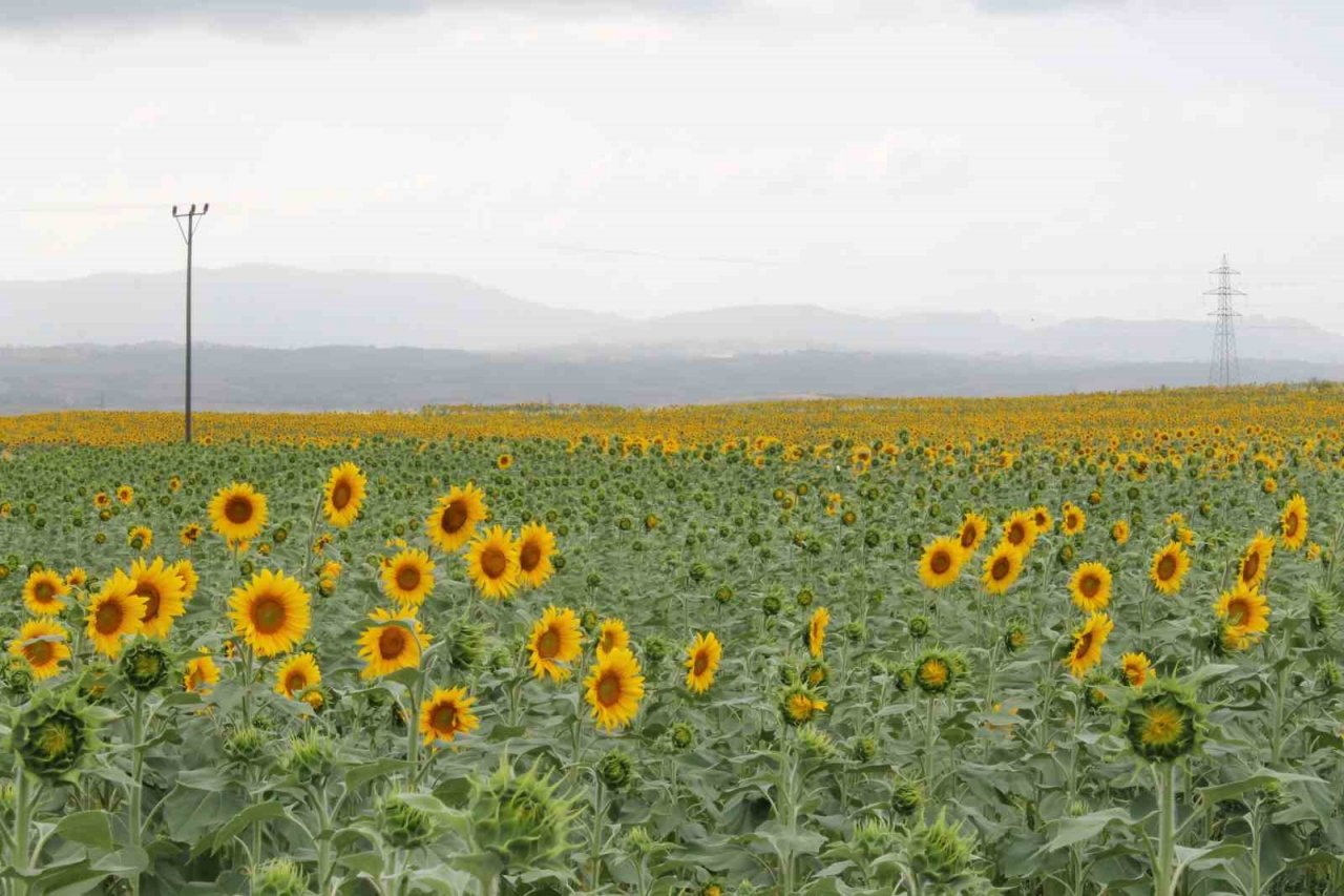 Sulama projesi ve yağışlar ayçiçeği üreticisinin yüzünü güldürdü