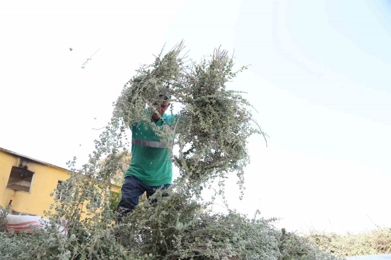 Efeler’de kekik hasadı başladı