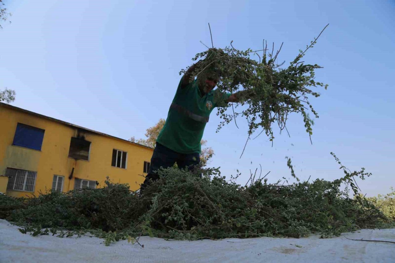 Efeler’de kekik hasadı başladı