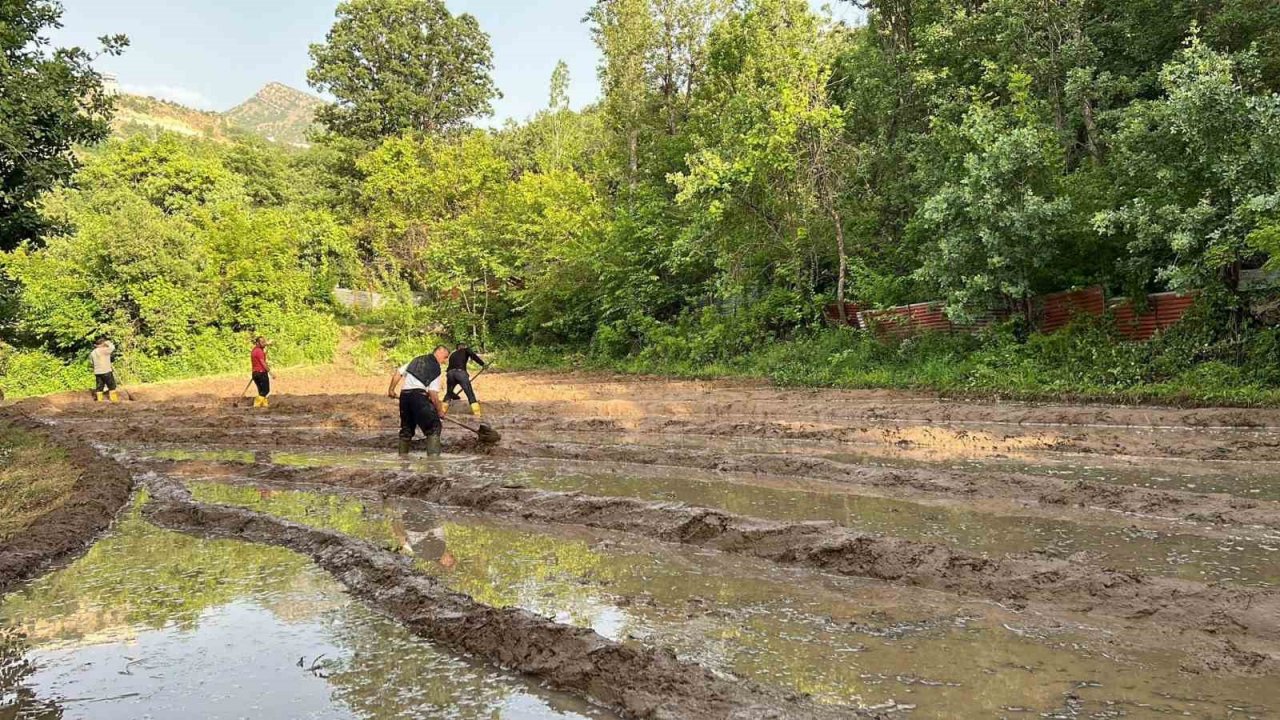 Çukurca’da çeltik ekimi başladı