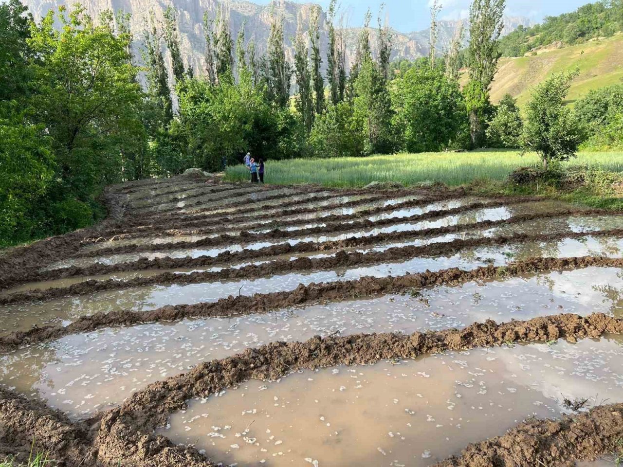 Çukurca’da çeltik ekimi başladı