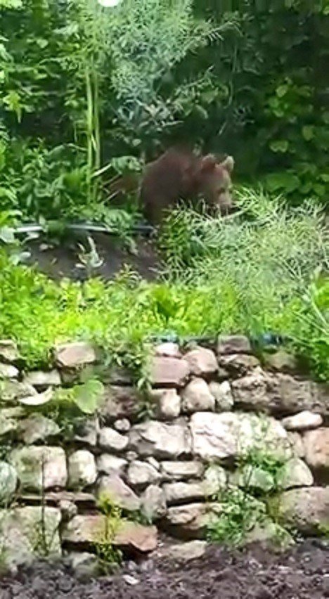 Bahçesine giren ayı isim taktı, sohbet ettiği anlar ise gülümsetti