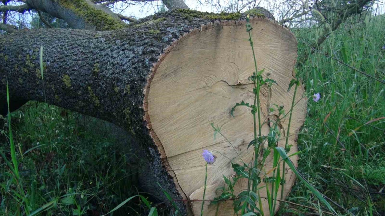 İlginç hırsızlık: 150 yıllık çınar ağaçlarını çaldılar