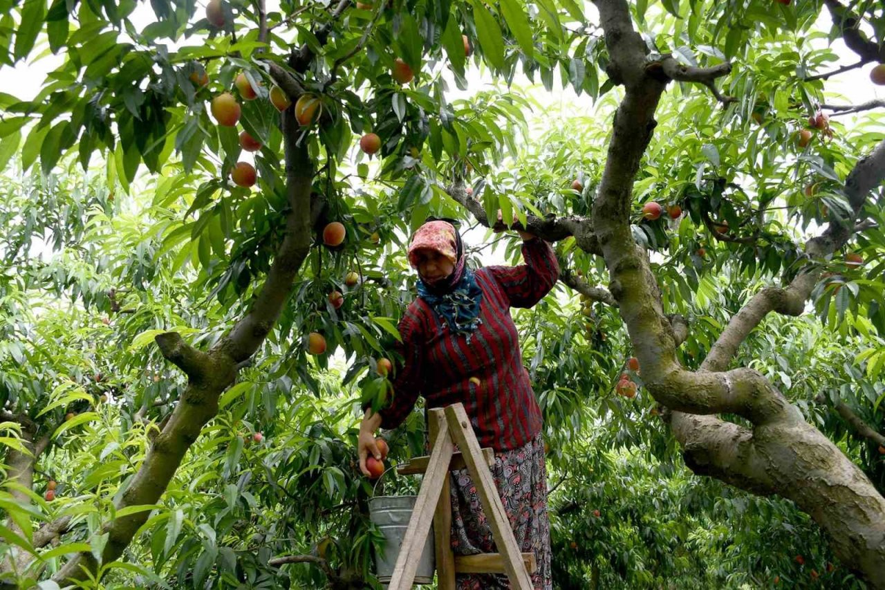 Kuşadası’nda ‘Rich May’ cinsi şeftalinin hasadına başlandı