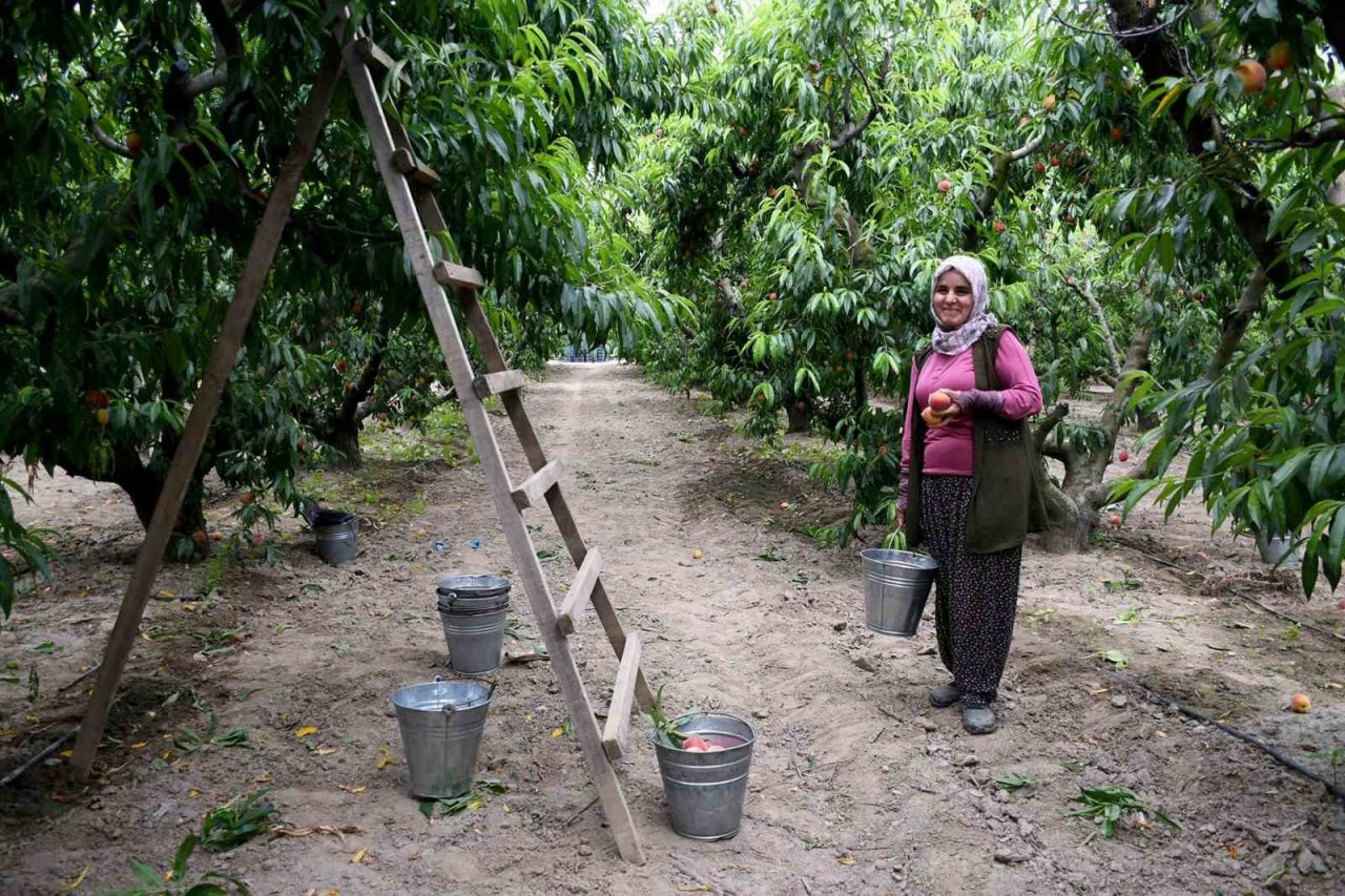 Kuşadası’nda ‘Rich May’ cinsi şeftalinin hasadına başlandı