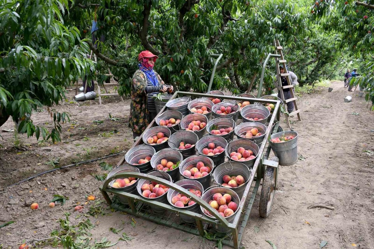 Kuşadası’nda ‘Rich May’ cinsi şeftalinin hasadına başlandı