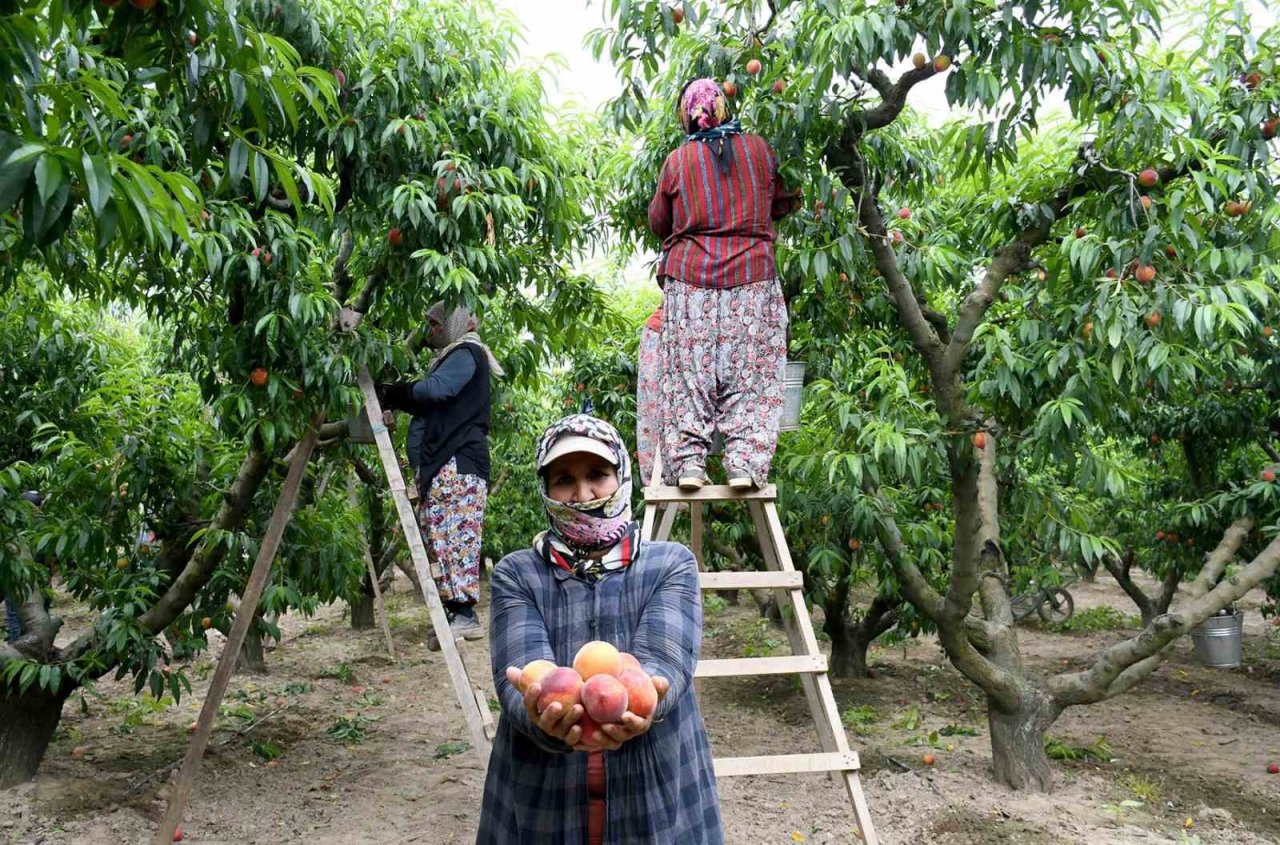 Kuşadası’nda ‘Rich May’ cinsi şeftalinin hasadına başlandı