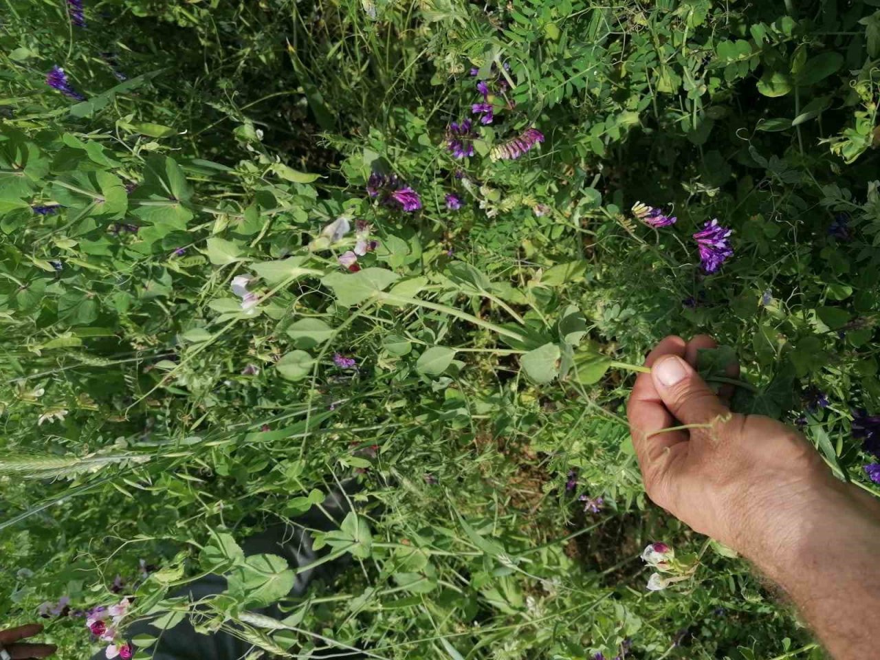 Çiftçiler, büyükşehirin projesinden yüksek verim aldı