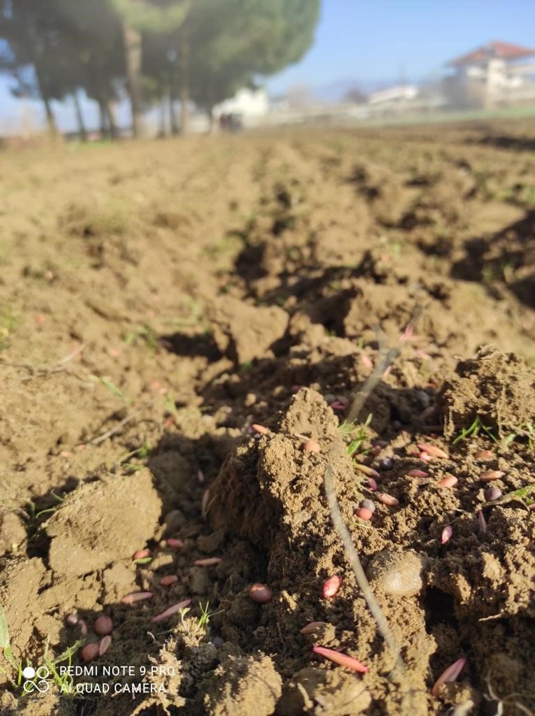 Çiftçiler, büyükşehirin projesinden yüksek verim aldı