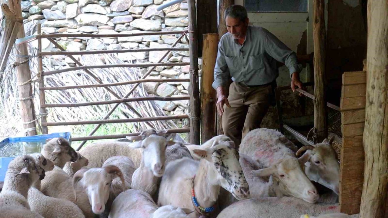 Merkezefendi’de kadın üreticiler sürülerini büyütüyor