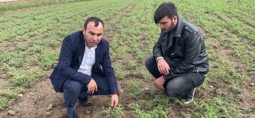 Yozgat’ta yağışlar nedeniyle ekili alanlarda pas hastalığı riski oluştu