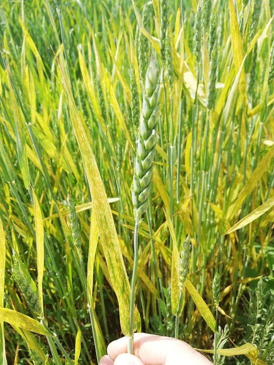 Yozgat’ta yağışlar nedeniyle ekili alanlarda pas hastalığı riski oluştu