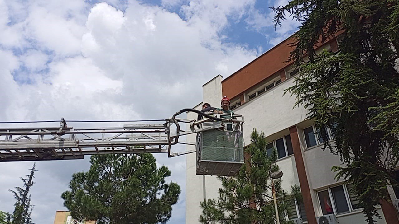 Kargadan kaçan yavru kedi ağaçta mahsur kaldı