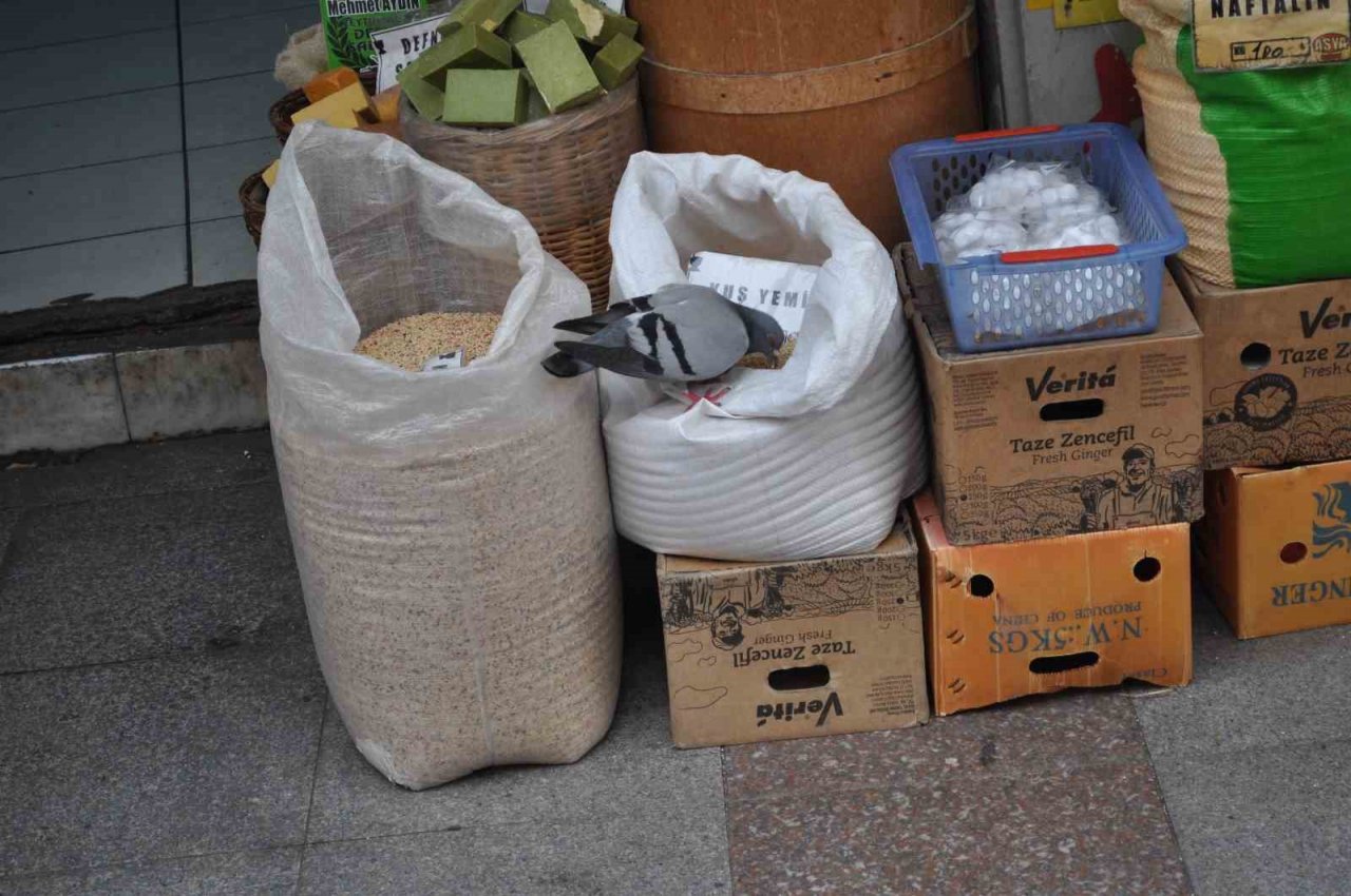 Fırsattan istifade eden güvercinler karınlarını doyurdu