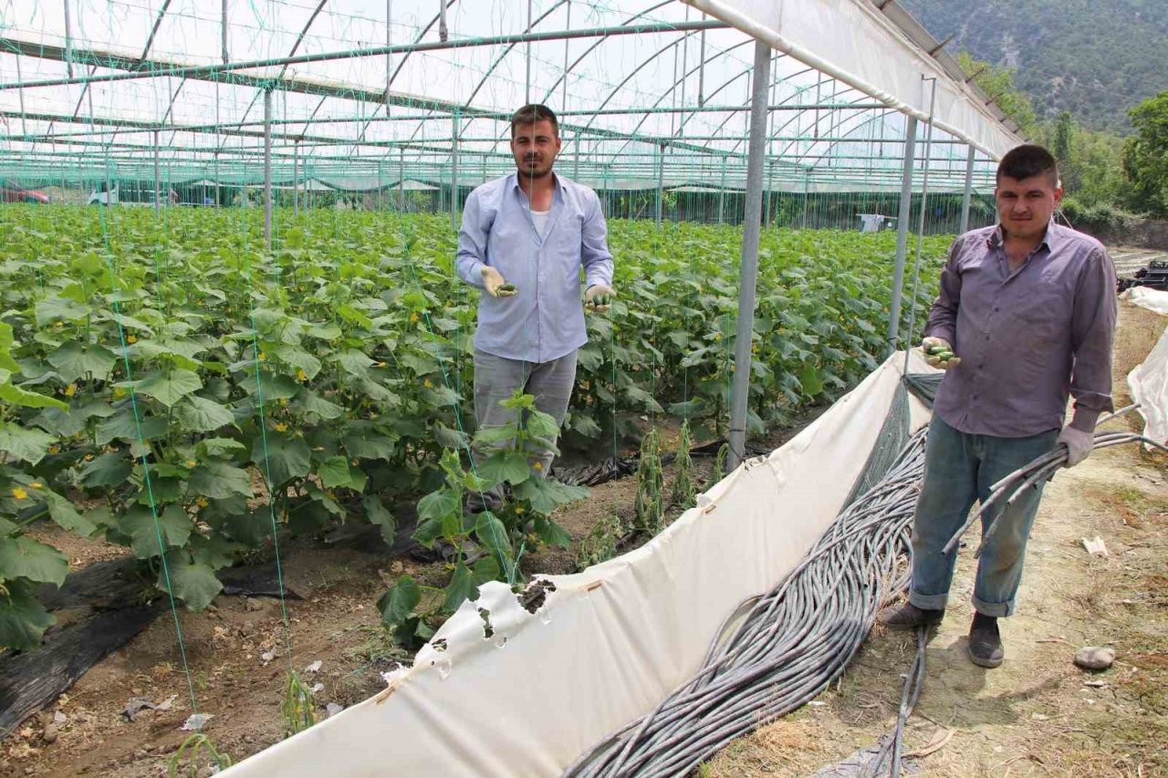 Amasya’da köylülerin kabusu olan çakal fotokapanda: “Çakal kardeş yakamızı bırak”