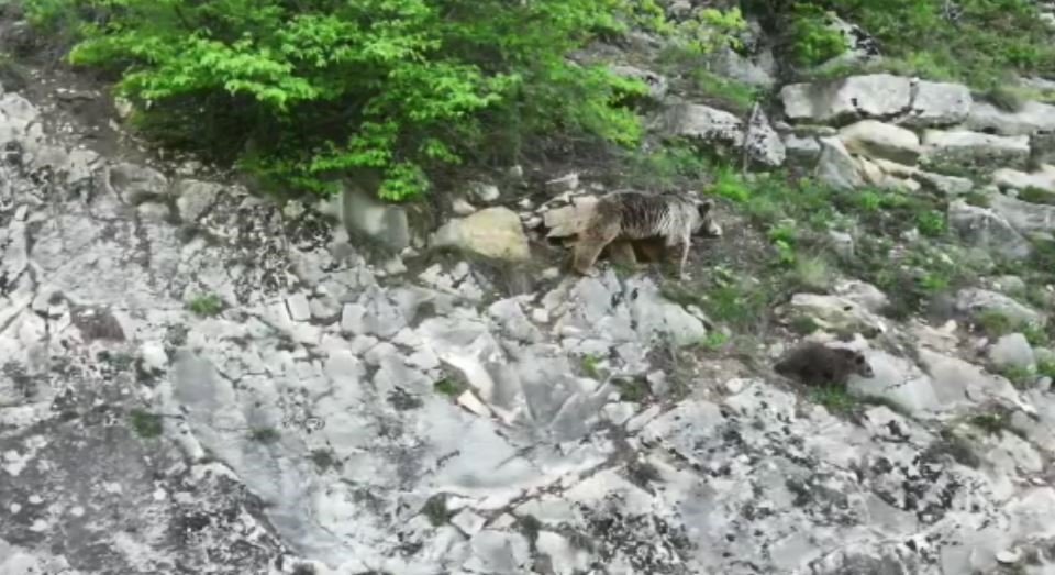 Artvin’de anne ayı yavrusunu emzirirken kameralara takıldı
