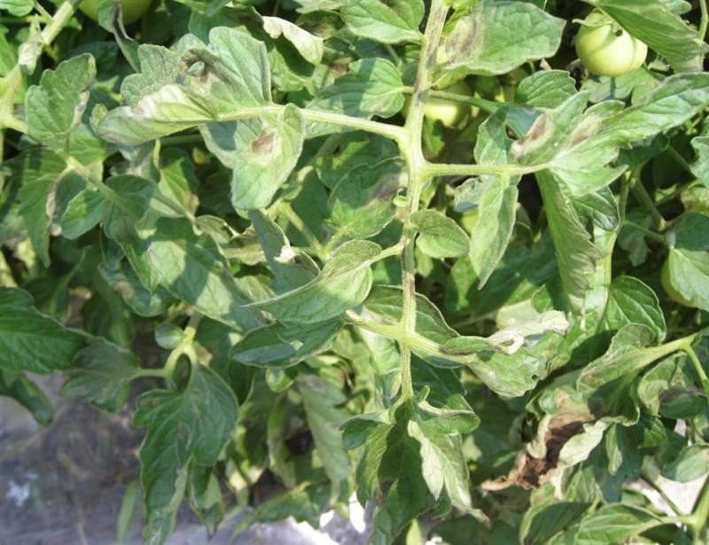 Aydın Tarım ve Orman Müdürlüğü domates üreticilerini uyardı