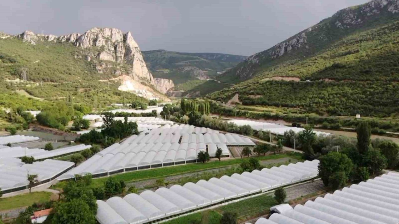 Amasya’da köylülerin kabusu olan çakal fotokapanda: “Çakal kardeş yakamızı bırak”