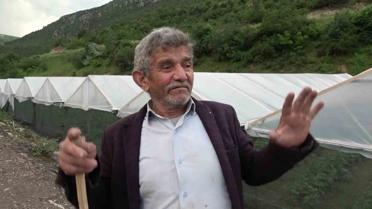 Amasya’da köylülerin kabusu olan çakal fotokapanda: “Çakal kardeş yakamızı bırak”