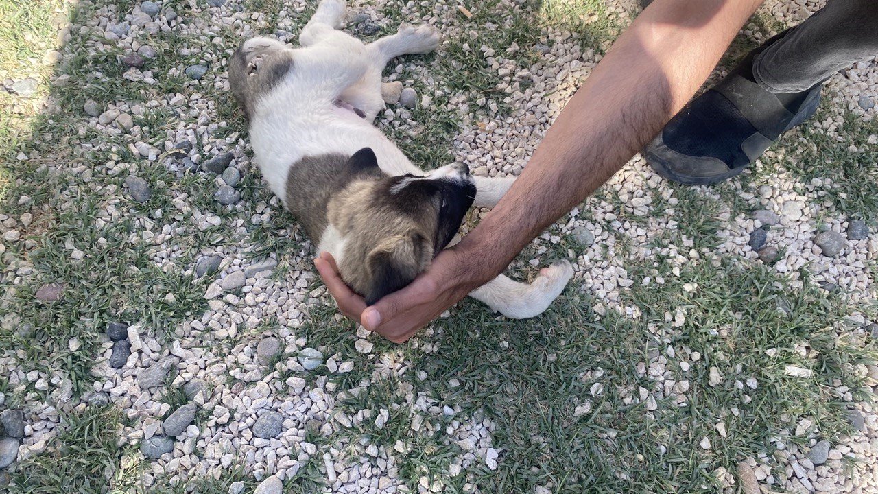 Canlı yayında sürpriz misafir