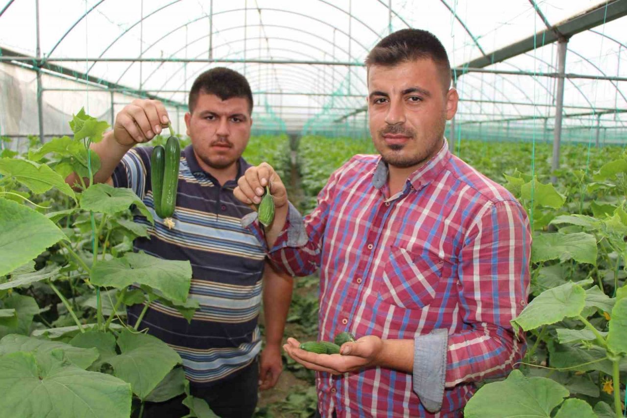 Amasya’da köylülerin kabusu olan çakal fotokapanda: “Çakal kardeş yakamızı bırak”
