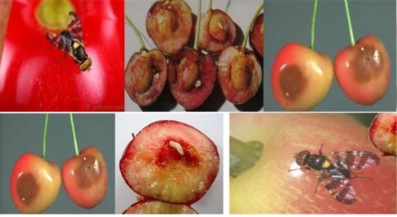 Kiraz ve vişneyi bu sinekten koruyun