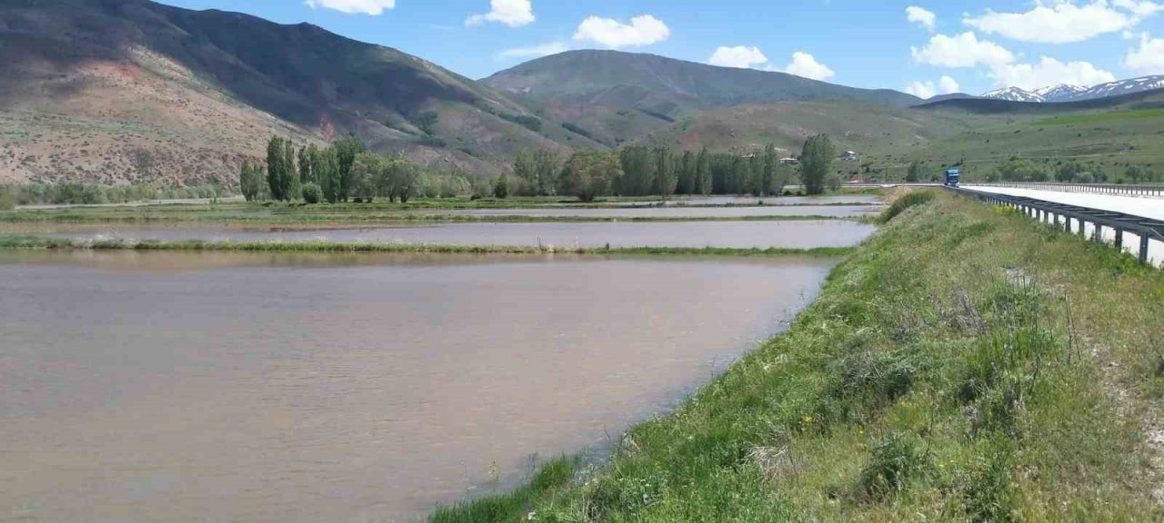 Karasu Nehri taştı, ekili tarlalar sular altında kaldı