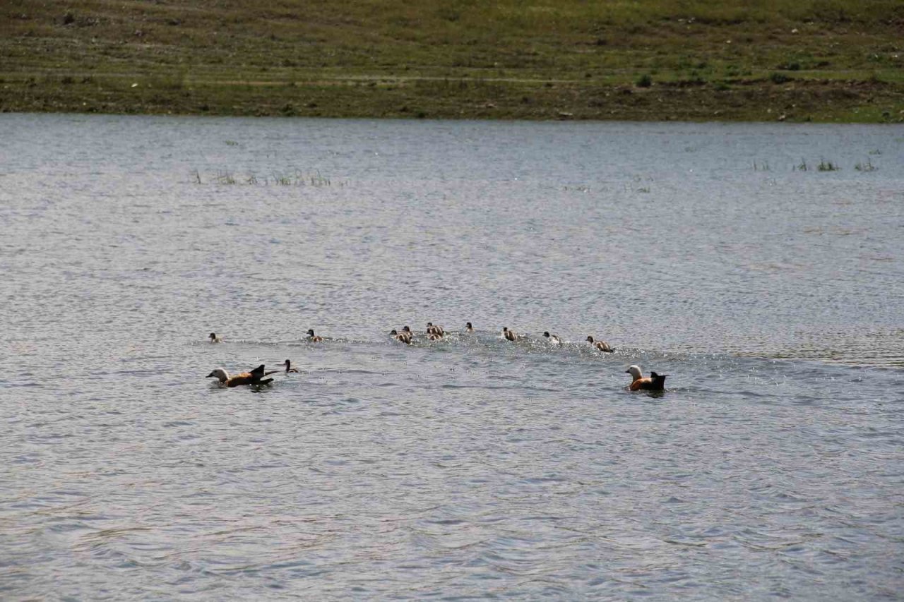 11 yavrusuyla birlikte yüzen angutlar hoş manzaralar çıkardı