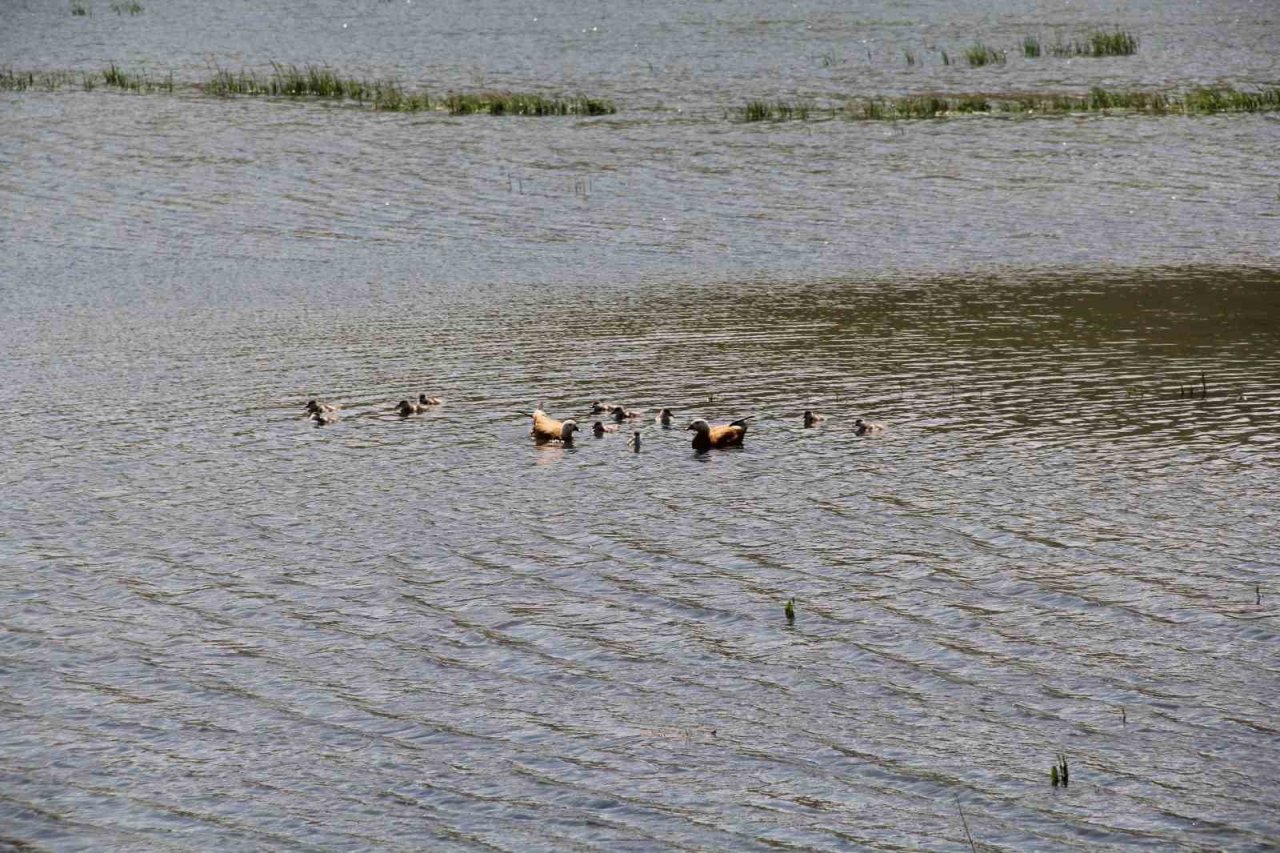 11 yavrusuyla birlikte yüzen angutlar hoş manzaralar çıkardı