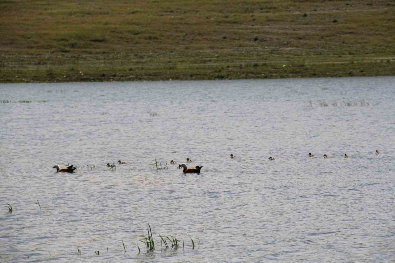 11 yavrusuyla birlikte yüzen angutlar hoş manzaralar çıkardı