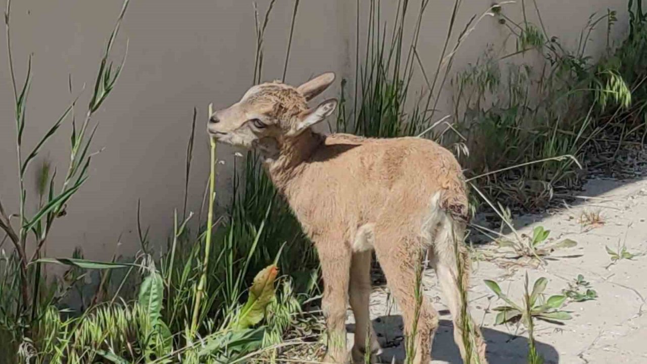 Yavru yaban keçisi emin ellerde