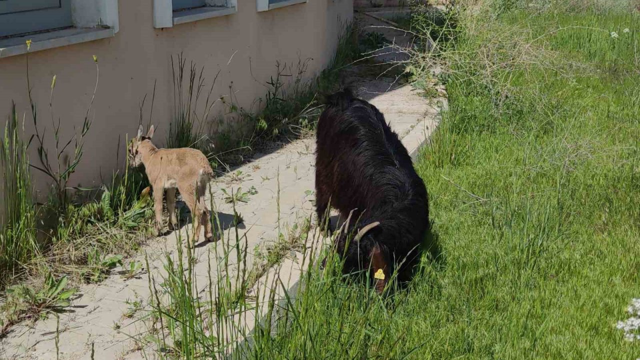 Yavru yaban keçisi emin ellerde