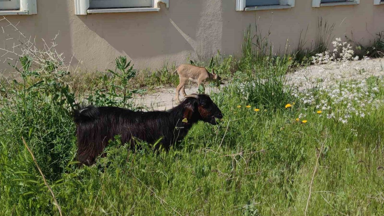 Yavru yaban keçisi emin ellerde