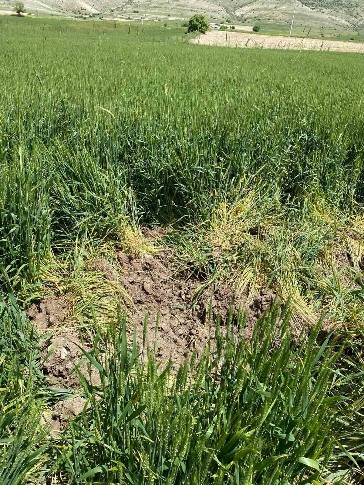 Günyüzü’nde domuzlar ekine zarar verdi