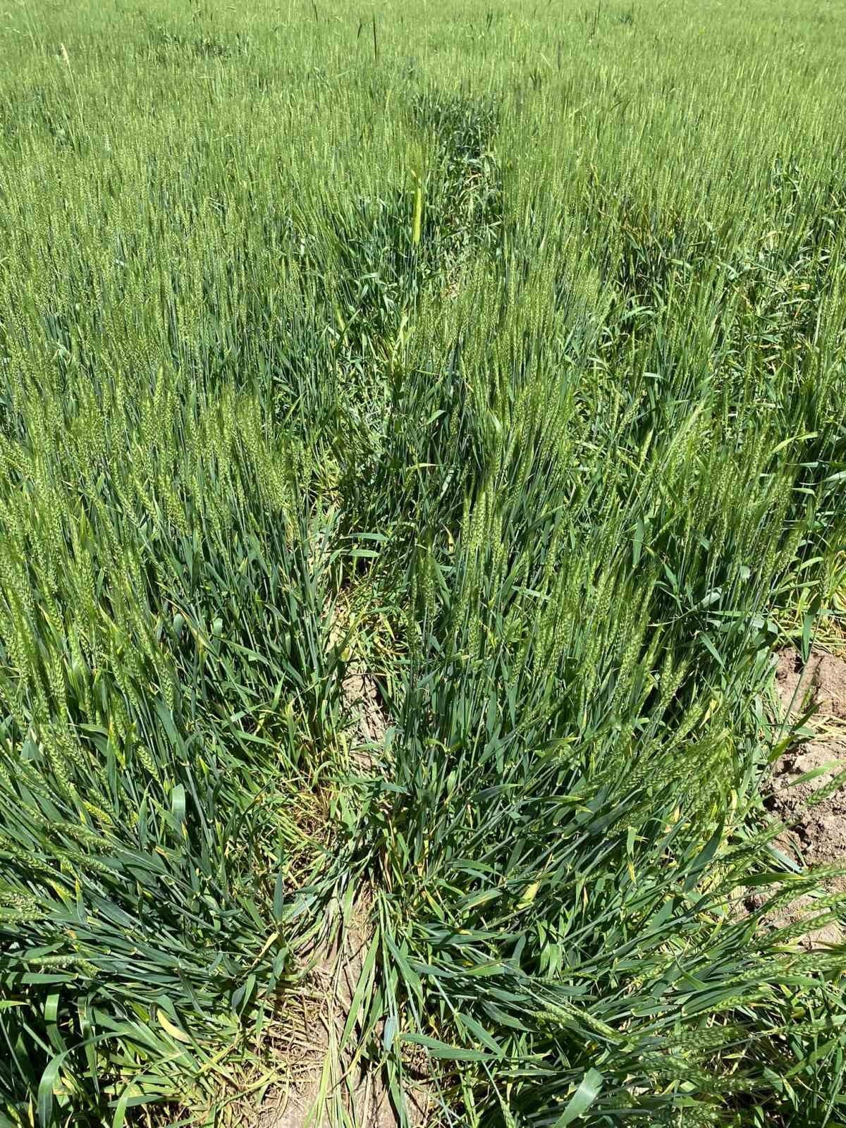 Günyüzü’nde domuzlar ekine zarar verdi