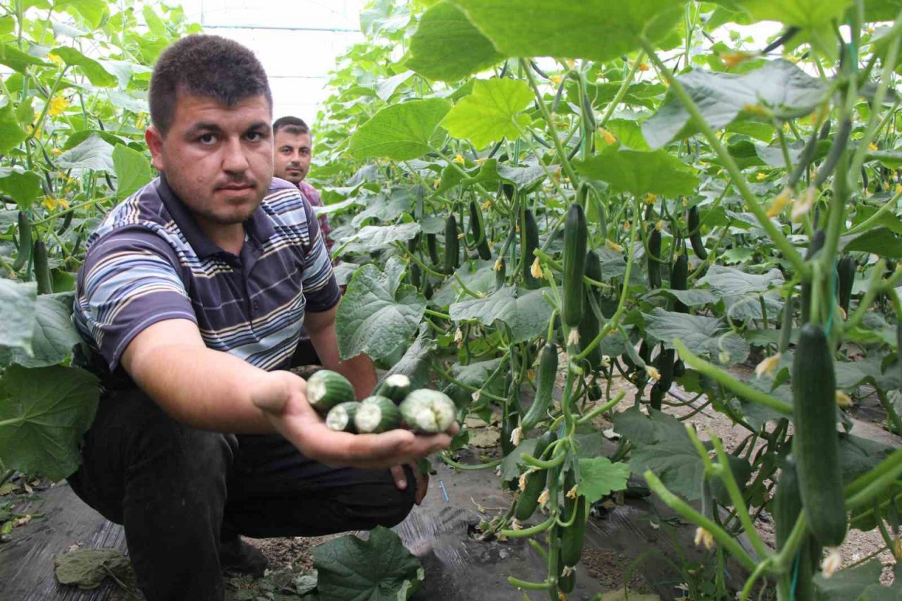 Amasya’da köylülerin kabusu olan çakal fotokapanda: “Çakal kardeş yakamızı bırak”