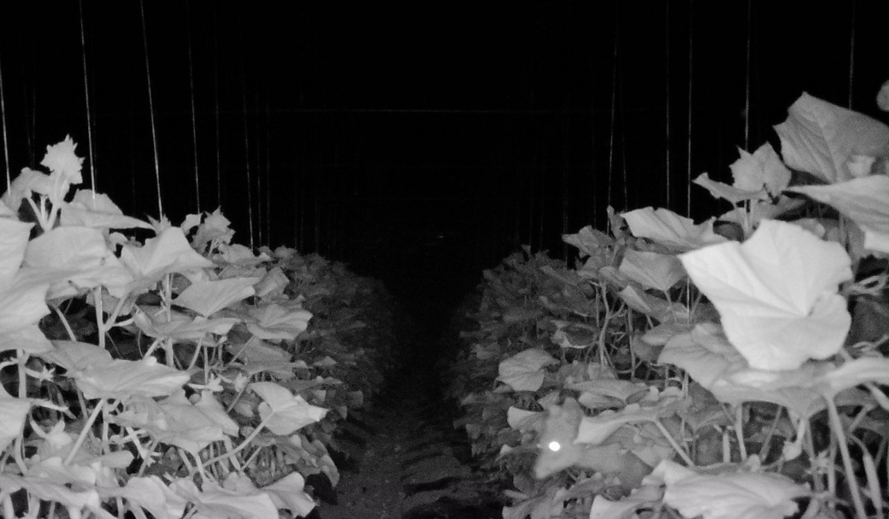 Amasya’da köylülerin kabusu olan çakal fotokapanda: “Çakal kardeş yakamızı bırak”