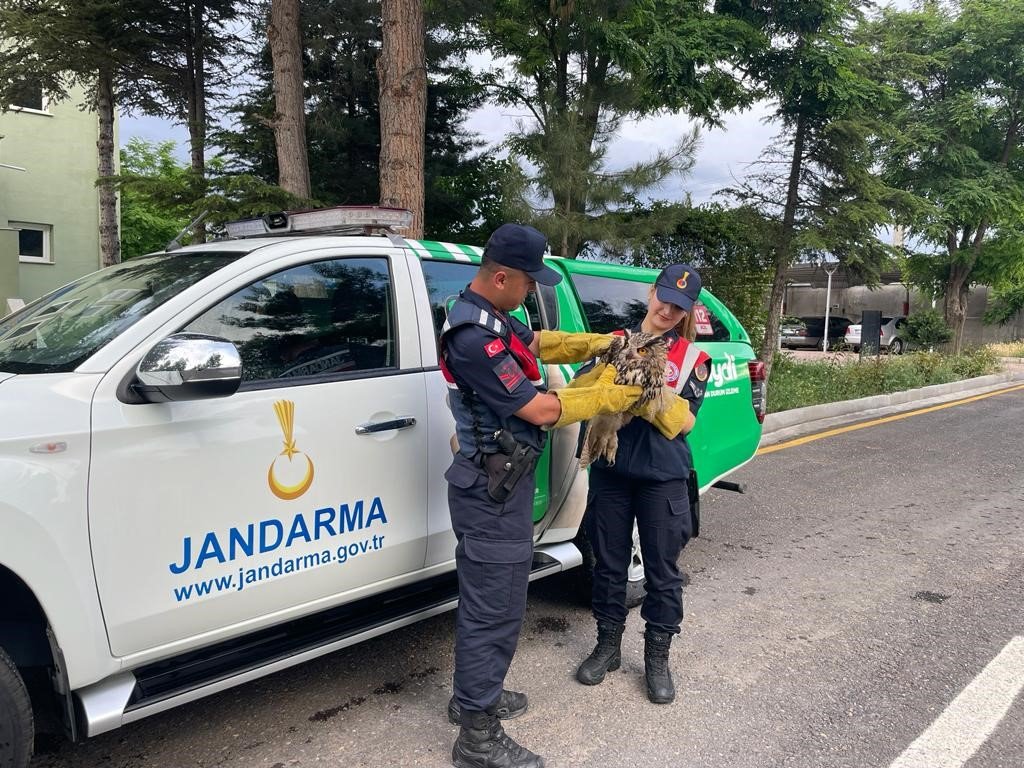 Jandarma tarafından bulunan yaralı baykuş koruma altına alındı